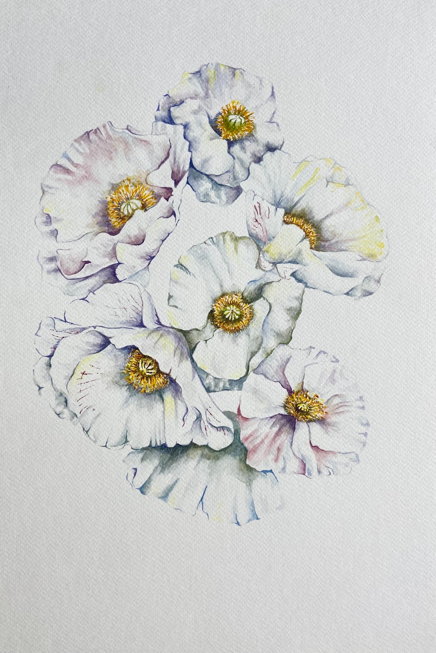 White Poppy Bloom