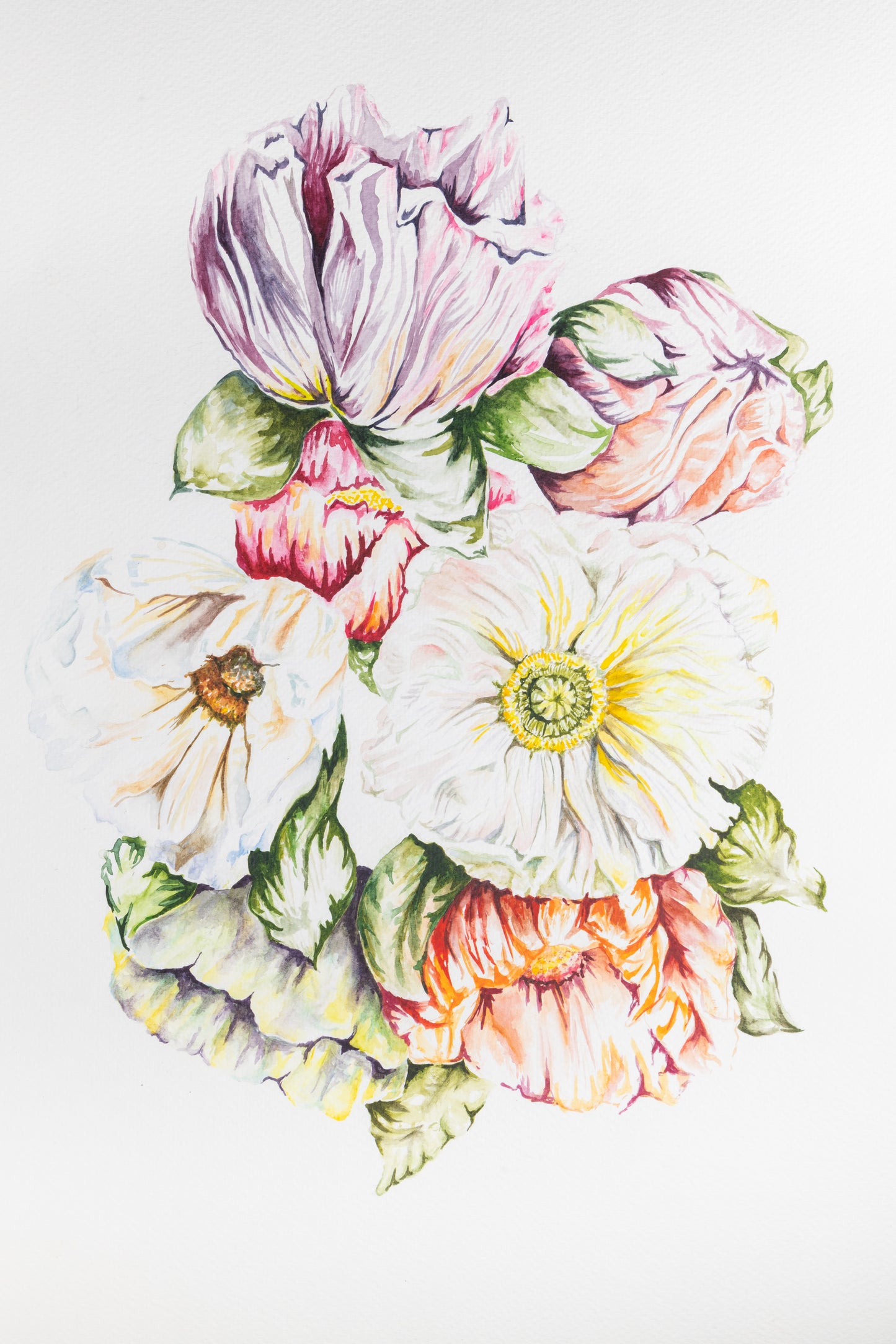 Colorful Poppies