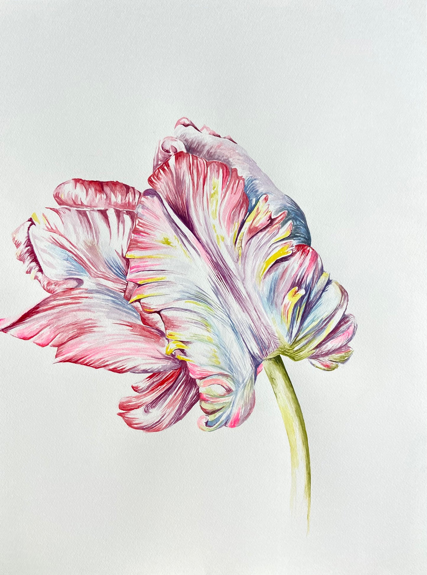Tulip Study