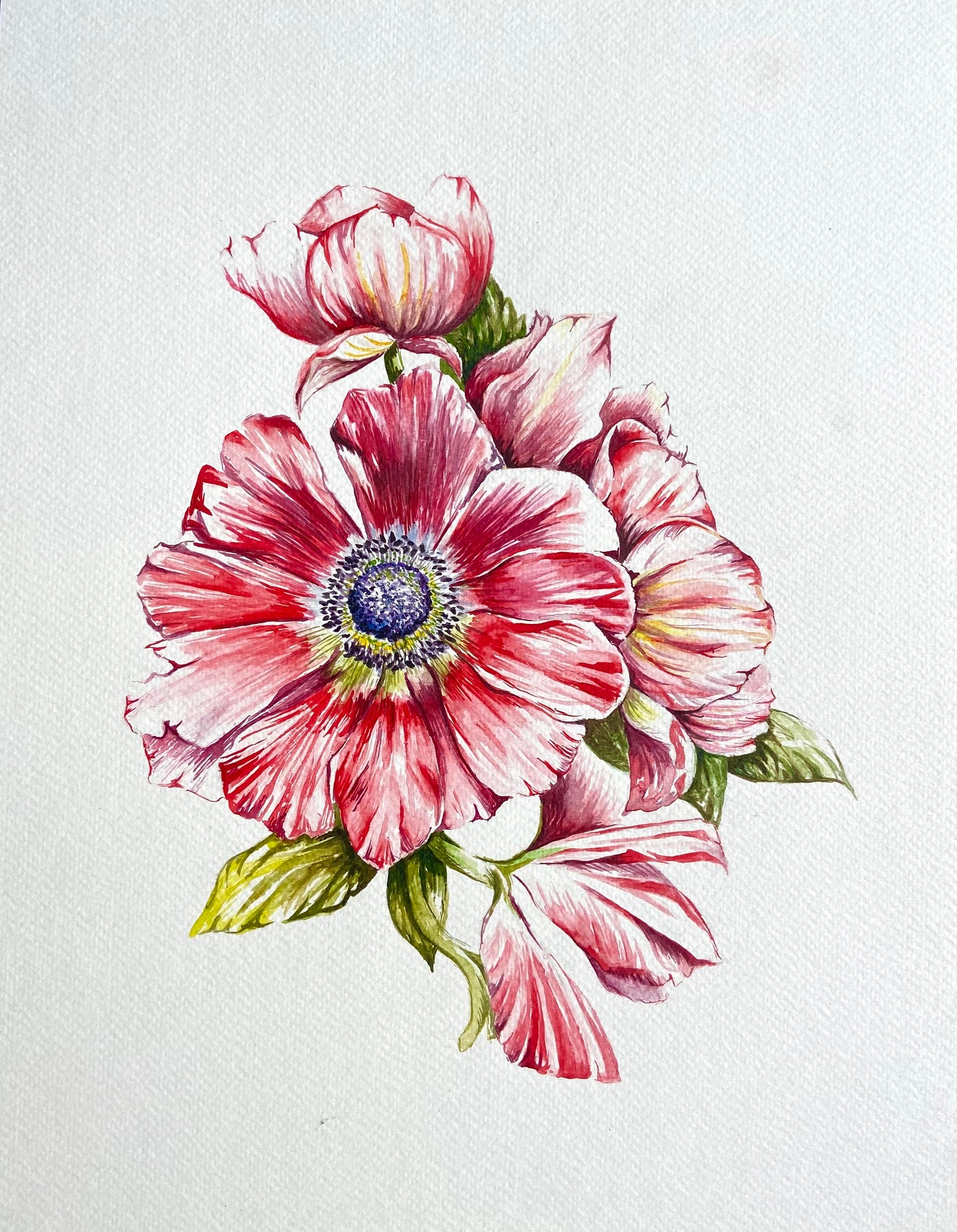 Red Anemone