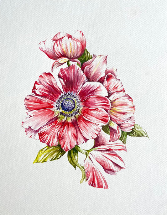 Red Anemone