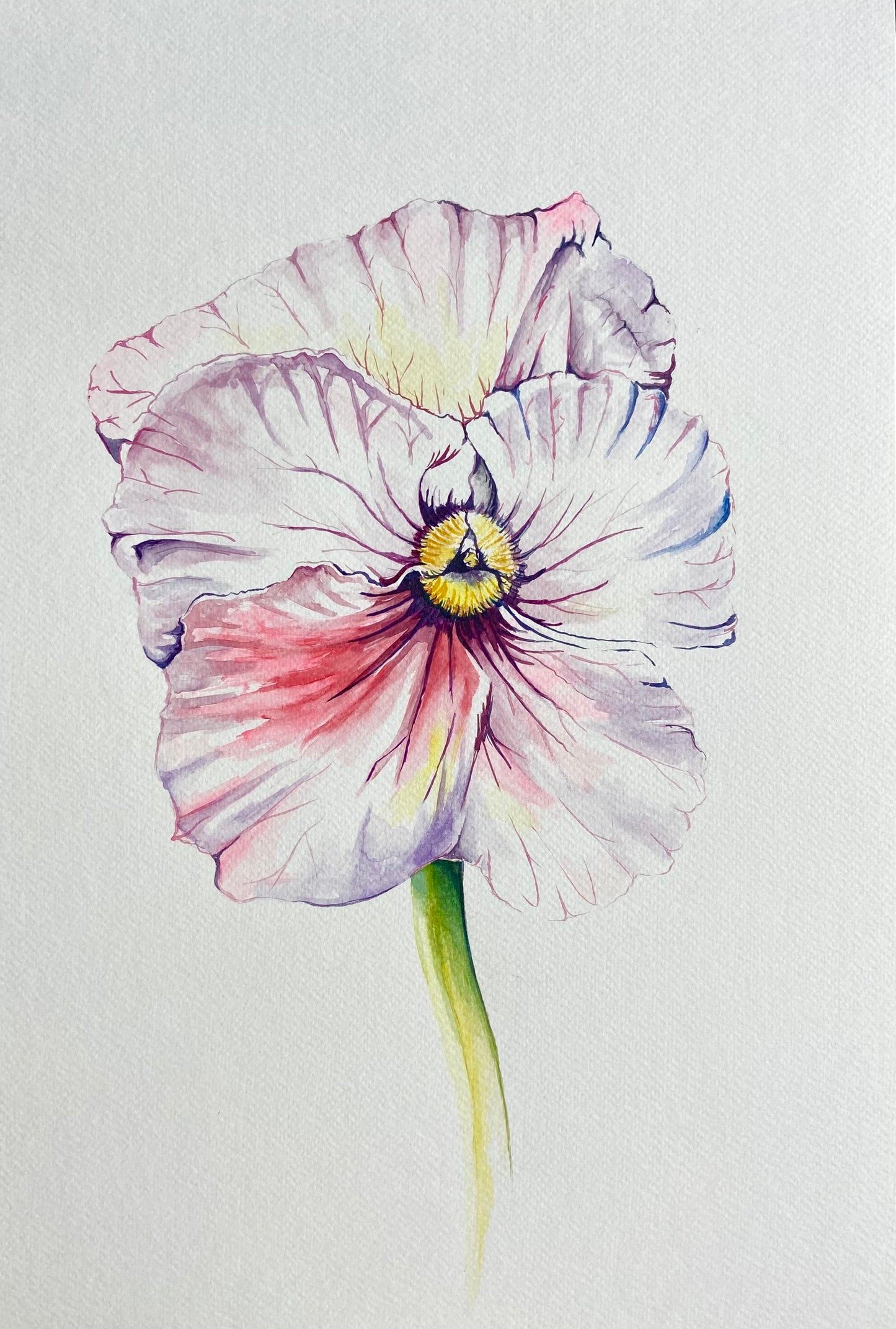 Peach Pansy