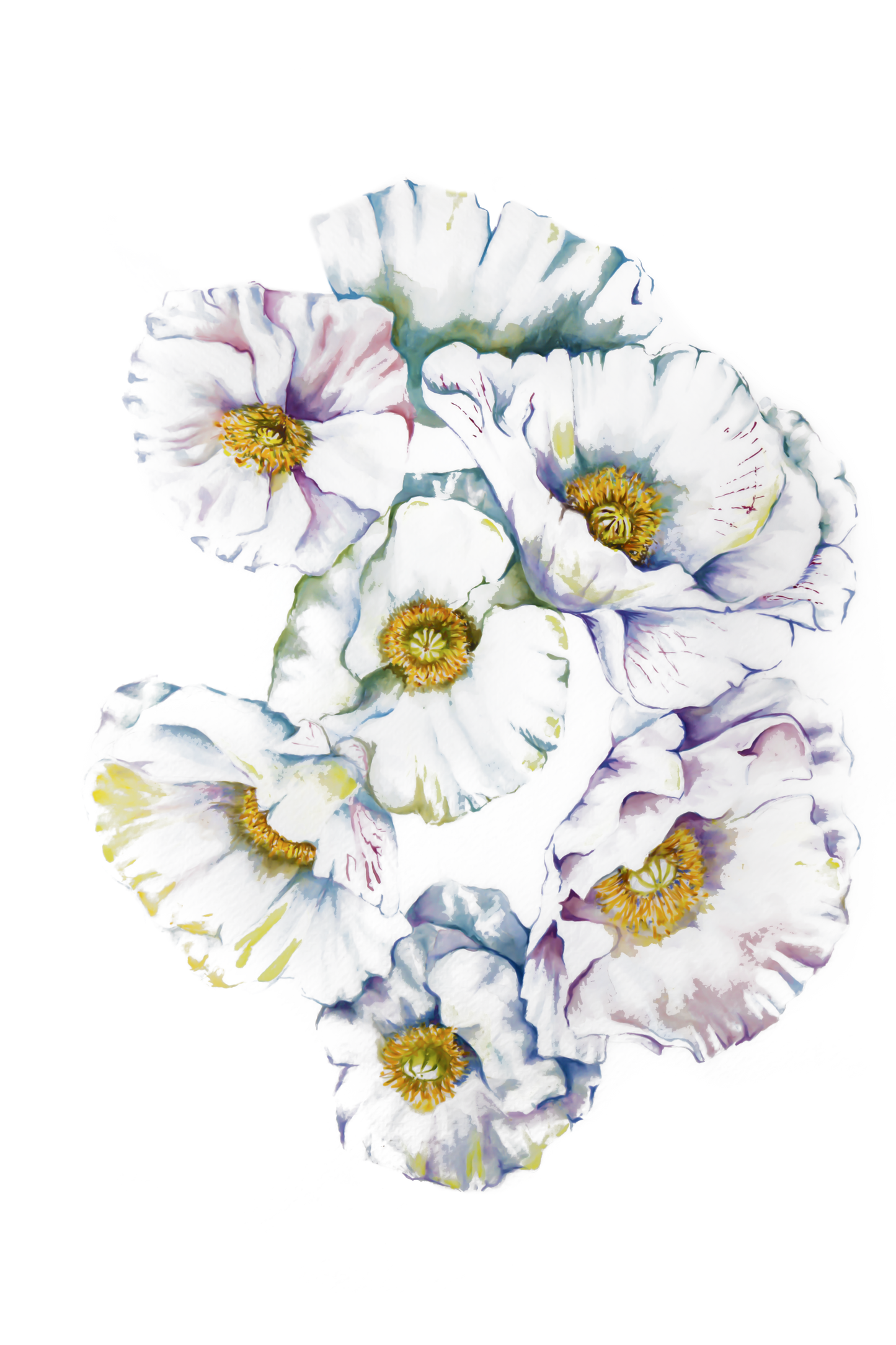White Poppy Bloom