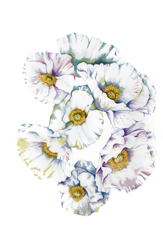 White Poppy Bloom