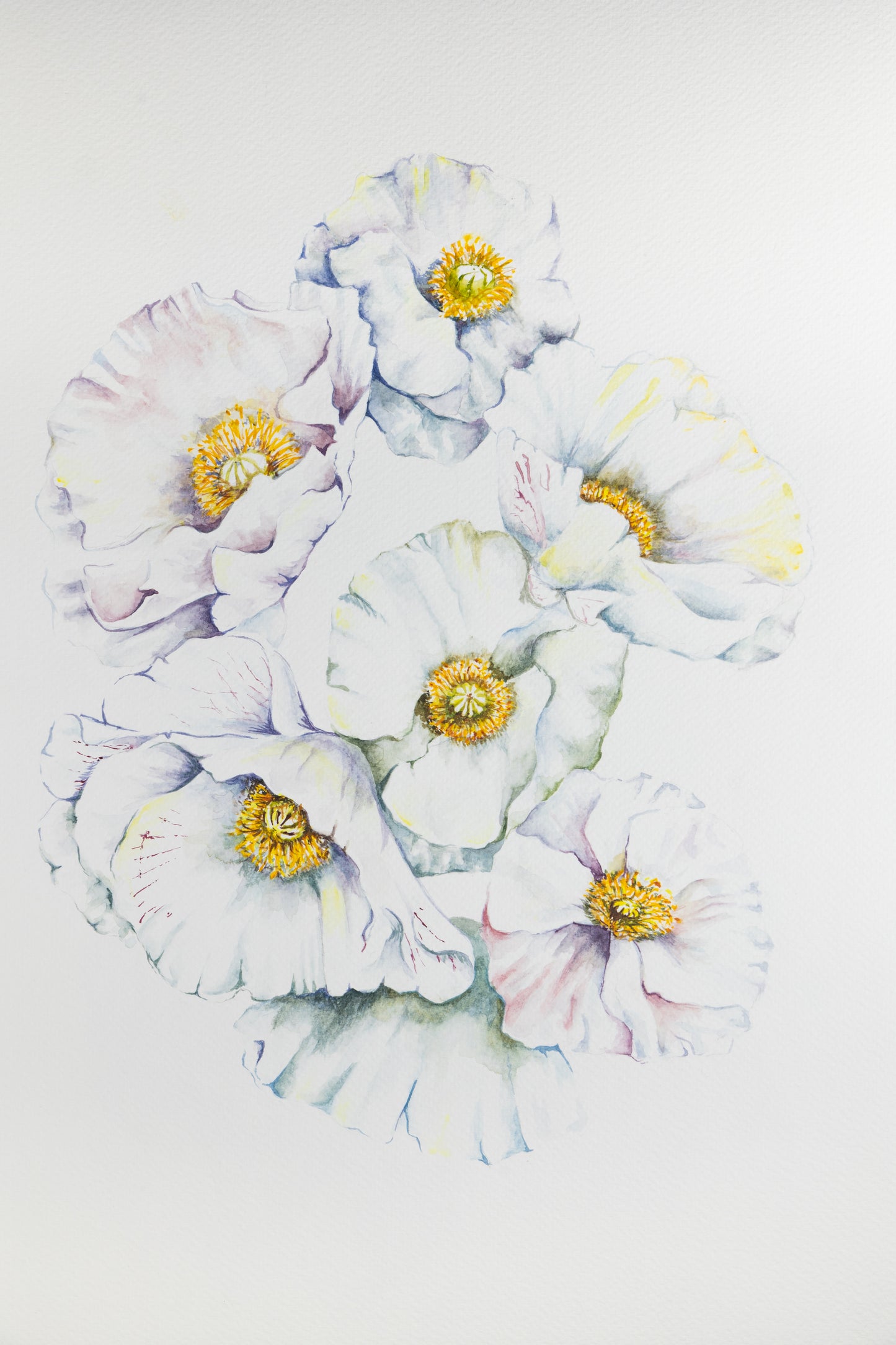 White Poppy Bloom