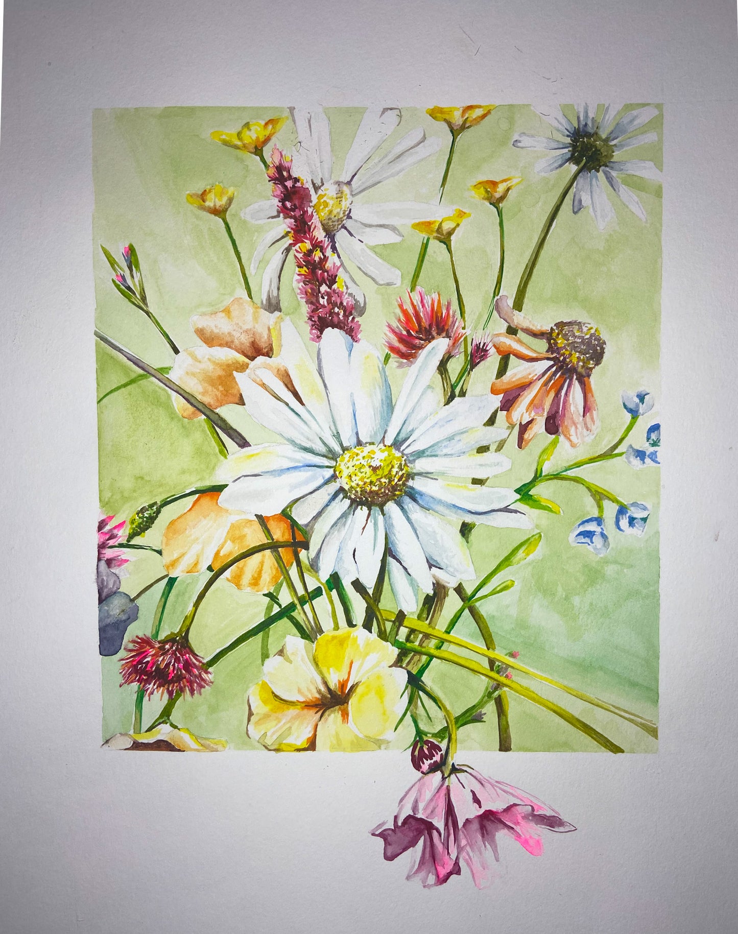 Mixed Daisy